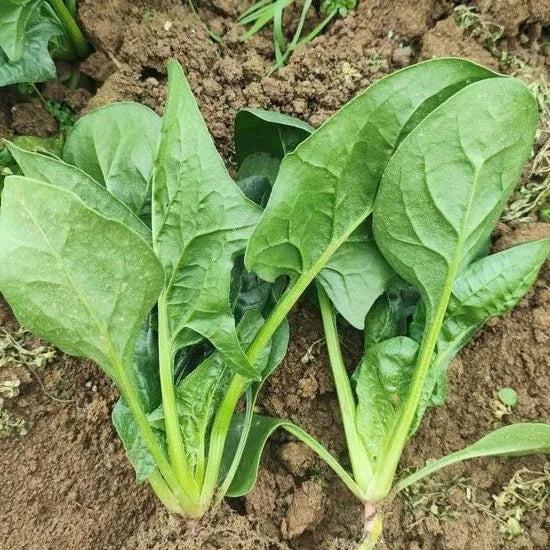 High Yield With Good Quality Spinach – Heirloom, Non-GMO, High Germination Organic Garden Seeds