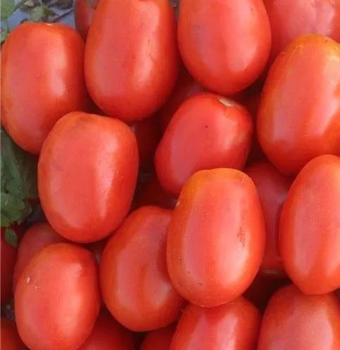 High Yielding, Oval Shape, Disease Resistant Hybrid Stable Tomato heirloom non-gmo organic garden seeds