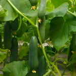 High And Quantifity Germination Cucumber heirloom non-gmo organic garden seeds