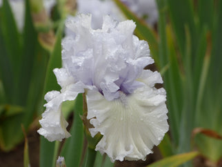 High Surf Tall Bearded Iris