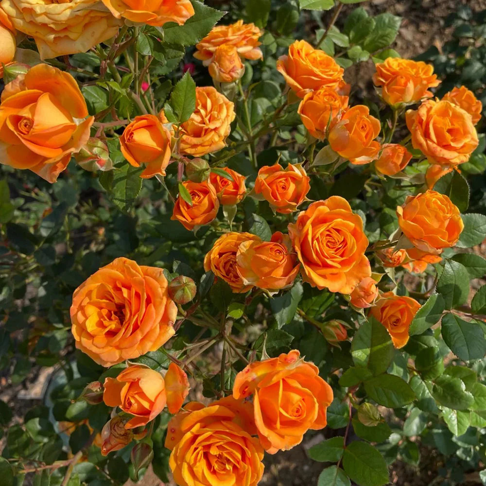 Rose Tree Rosa Flower Seeds in for Planting in backyard garden or decorative beds