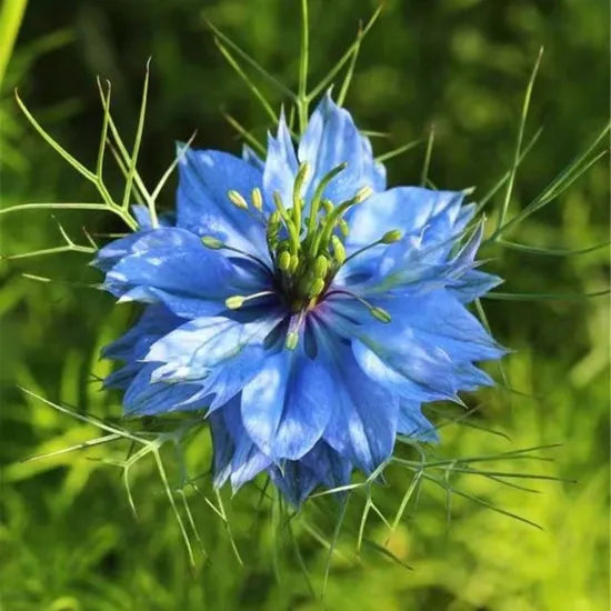 Highly Adaptable, Disease Resistant, High Quality Variety Nigella Damascena L Fresh Cut Flower – Heirloom, Non-GMO, High Germination Organic Garden Seeds