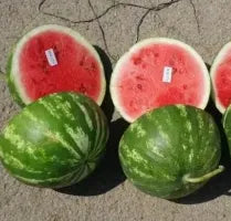 Highly Resistant Hybrid Watermelon For Sowing (Semillas De Sandia) – Heirloom, Non-GMO, High Germination Organic Garden Seeds