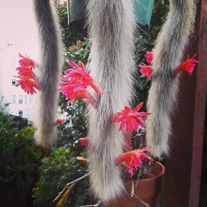 Monkey Tail Flower Seeds for Planting, 100 pcs