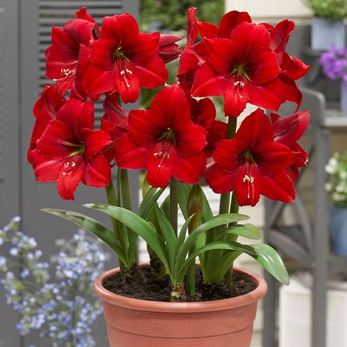 Red sunrise amaryllis Hippeastrum hybridum flower seeds for planting in pots or home garden borders