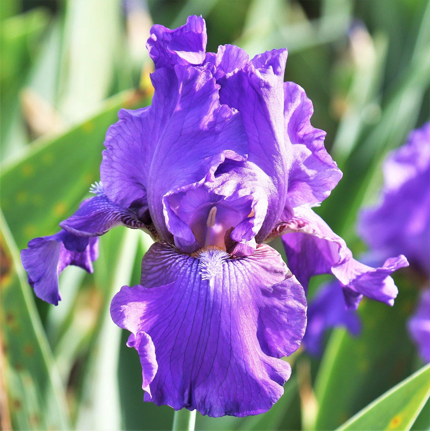 Re-Blooming Bearded Iris - His Royal Highness