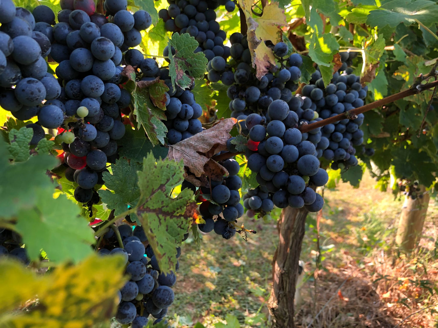 Uva Tosca Grape (Vitis vinifera) – Sweet, Crisp, and Juicy Table Grape