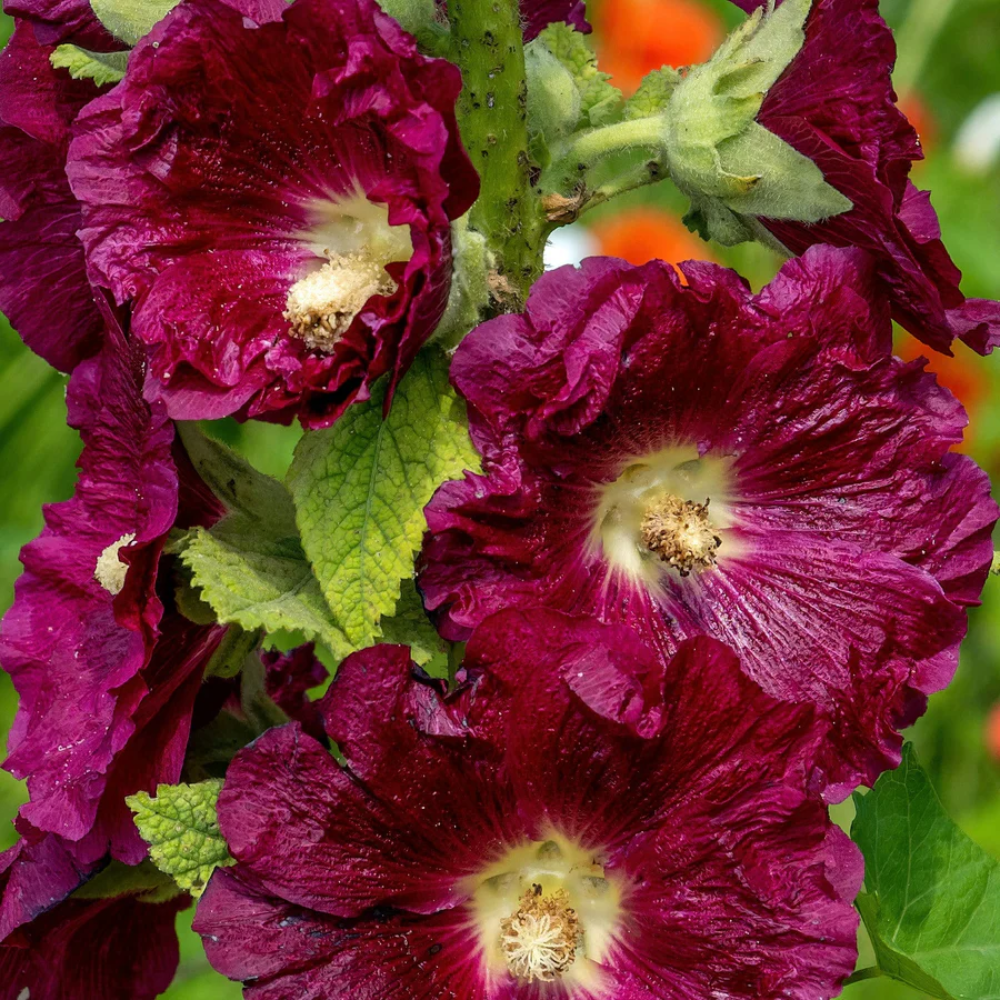 Hollyhock White Purple Seeds for Planting – Organic, Heirloom, Non-GMO Flower Seeds