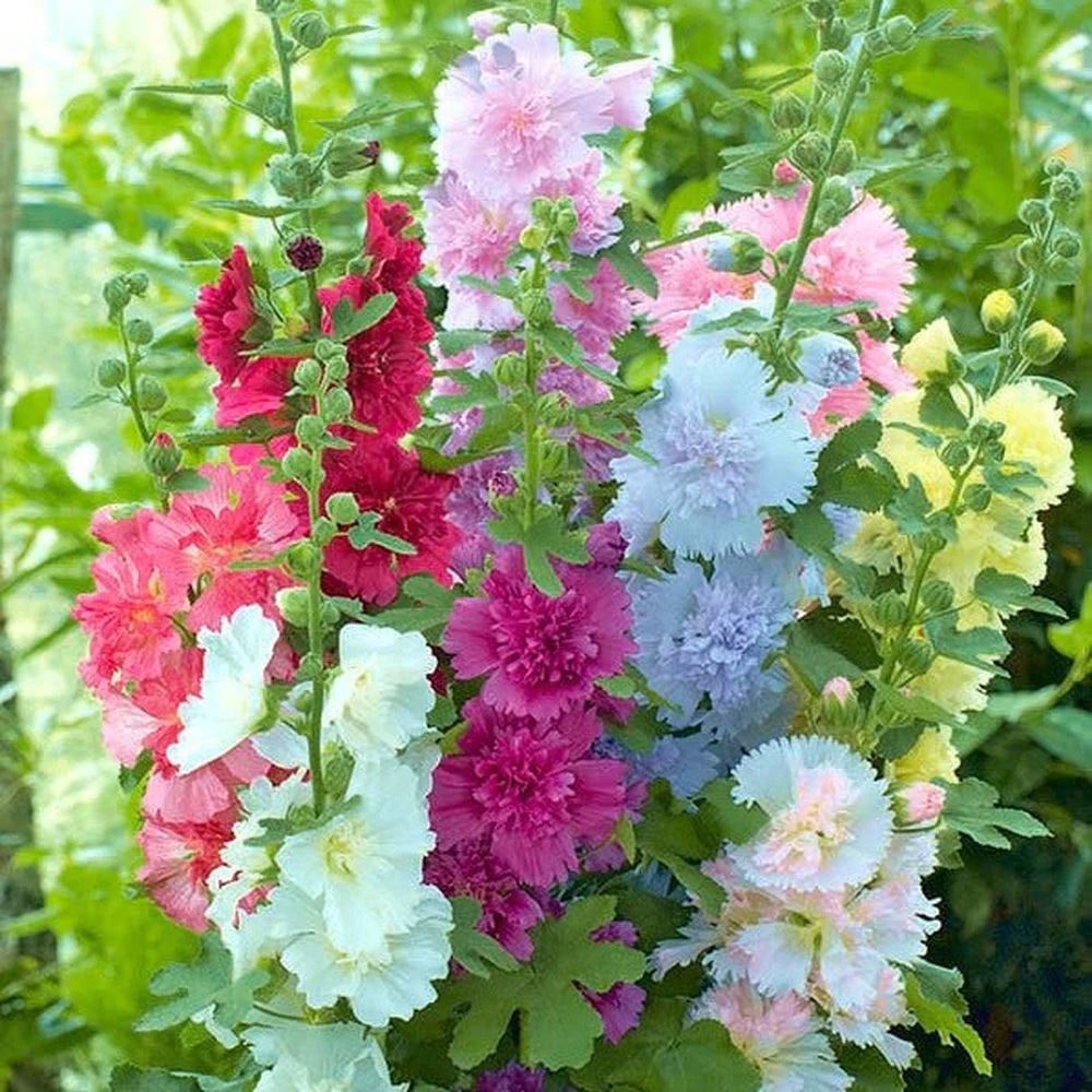 Hollyhock Seeds - Summer Carnival Mix