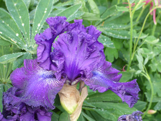 Hollywood Nights Tall Bearded Iris