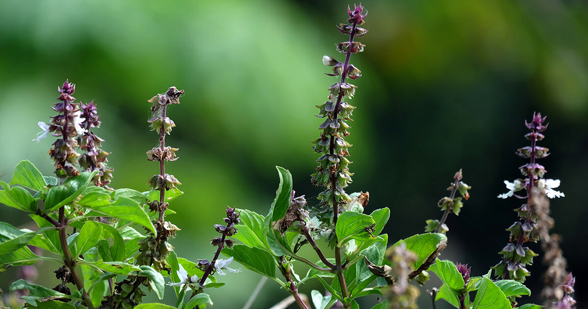 Basil Scented Flower Seeds for Planting, Unique Variety - Heirloom seeds for planting in your garden.