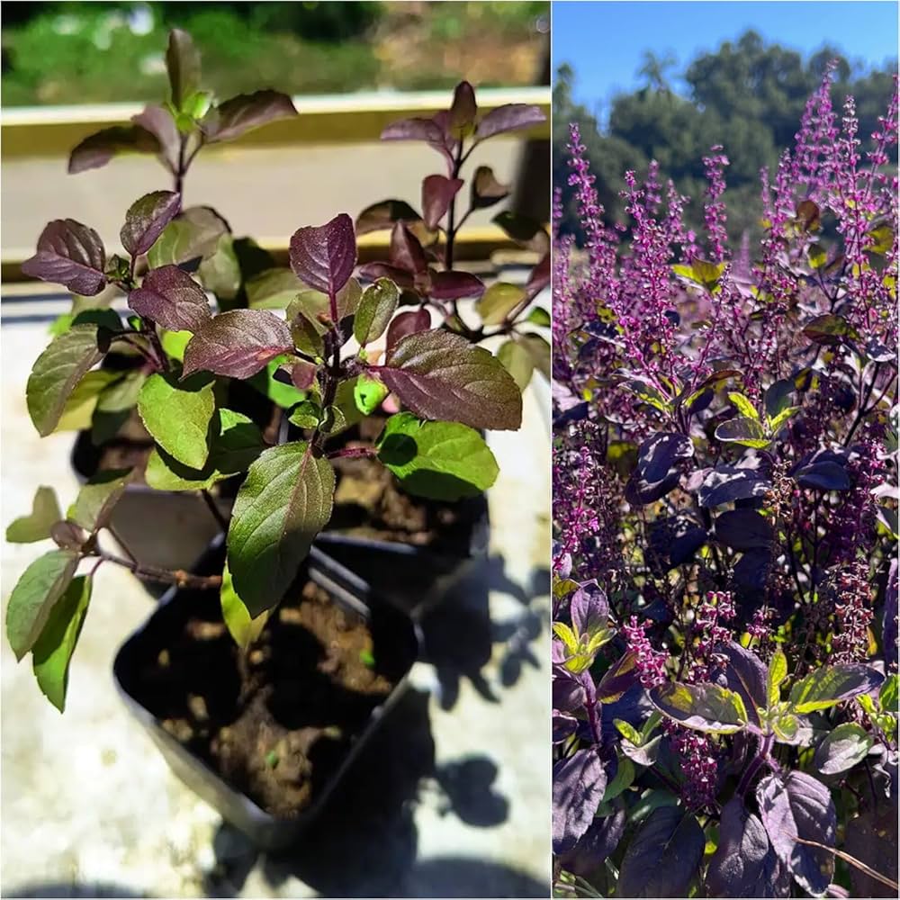 Premium Non-GMO Holy Basil seeds packet (Tulsi) for planting sacred herb garden.