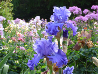 Home of the Blues Tall Bearded Iris