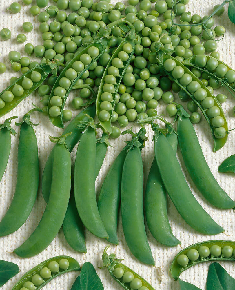 Lincoln Pea Seeds | Classic Sweet Shelling Garden Peas – Heirloom, Non-GMO, High Germination Organic Garden Seeds