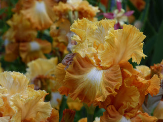 Honeycomb Tall Bearded Iris