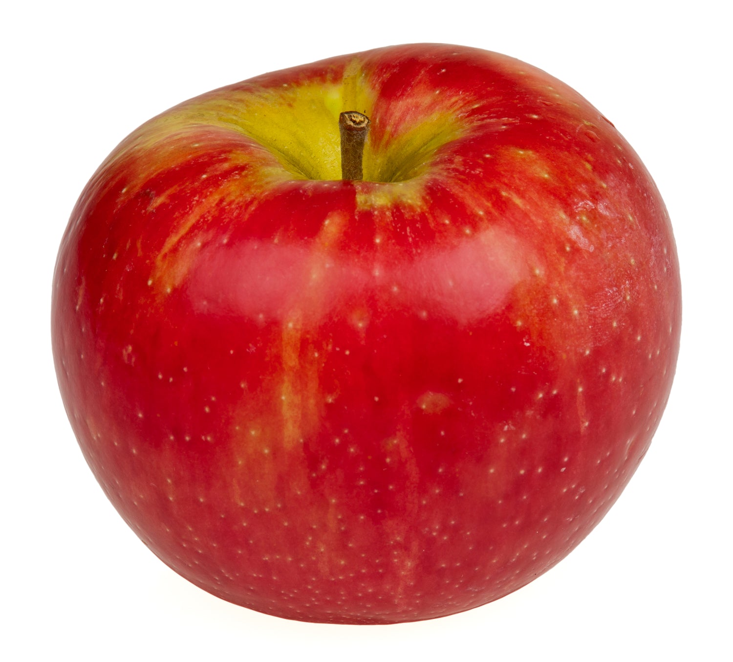 Honey Crisp Apple (Malus domestica)