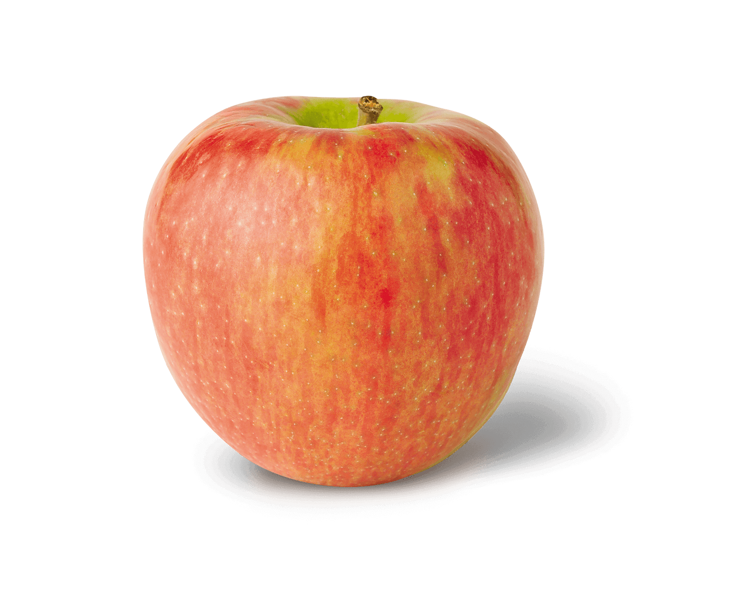 Honey Crisp Apple (Malus domestica)