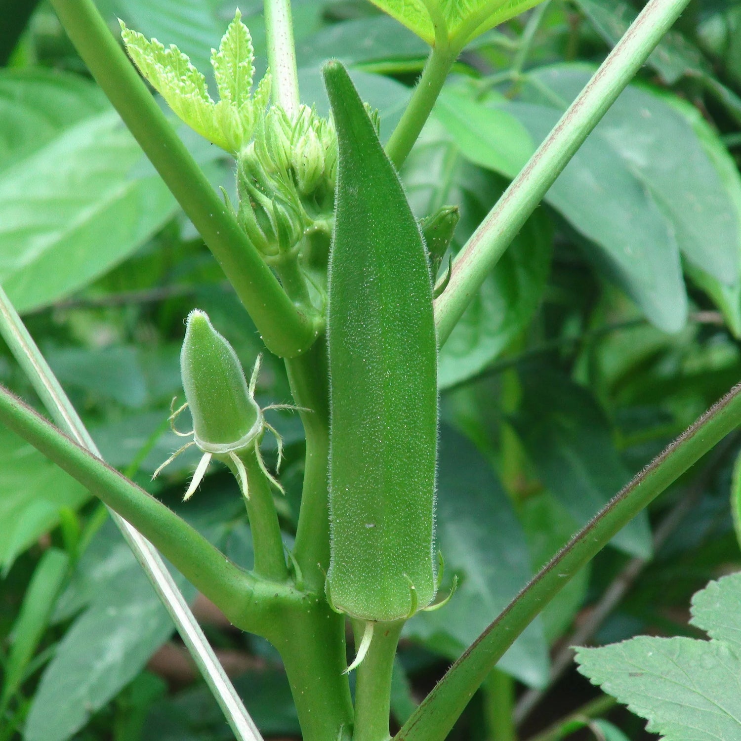Green Crispum Vegetable Seeds for Planting heirloom & Non-GMO Seeds