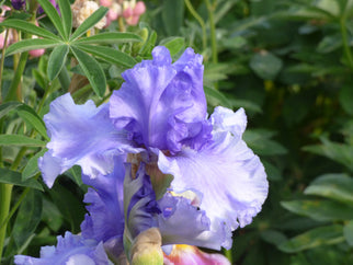 Honky Tonk Blues Tall Bearded Iris