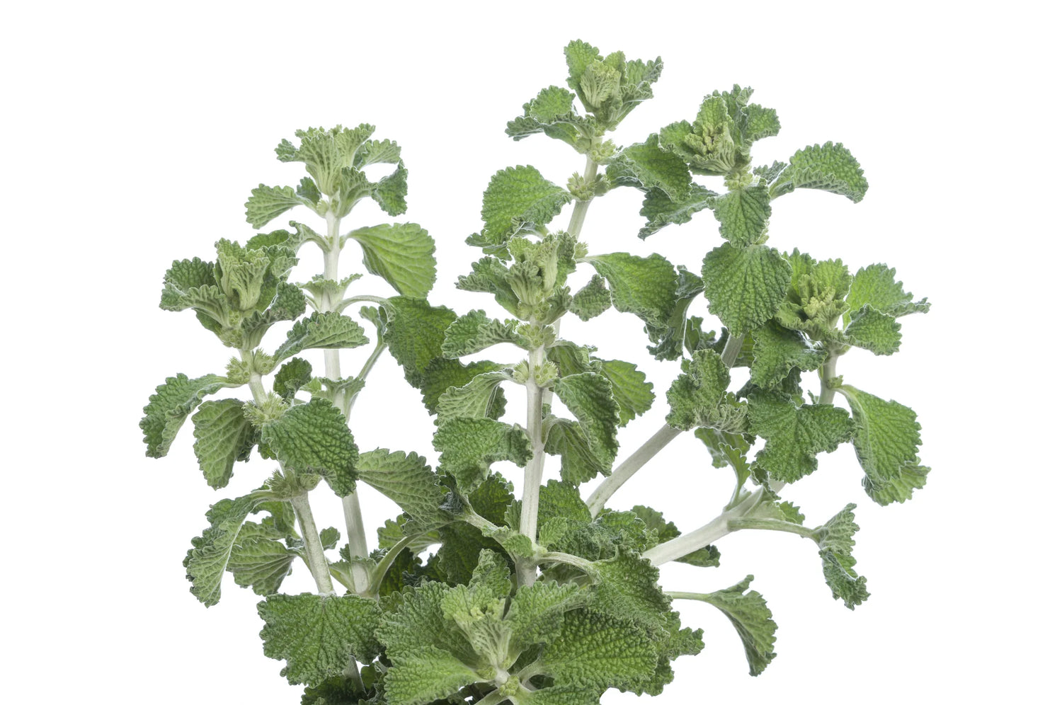 Green Horehound Seeds – Traditional Medicinal Herbs-Heirloom & Non-GMO Seeds for planting – Fresh Herb for Your Garden