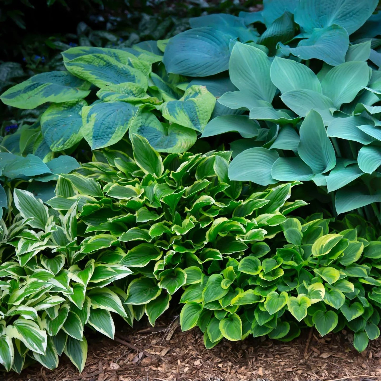 Hosta Roots - Mixed