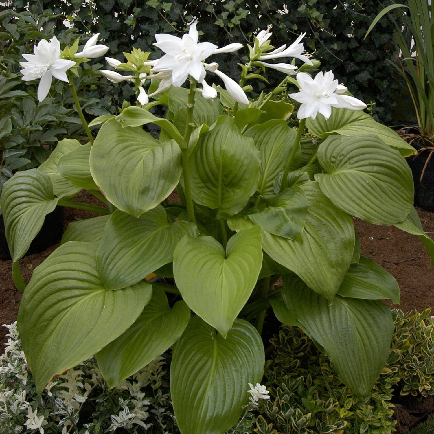 Lush Hosta foliage covering a shaded garden area. Best plants for shade.