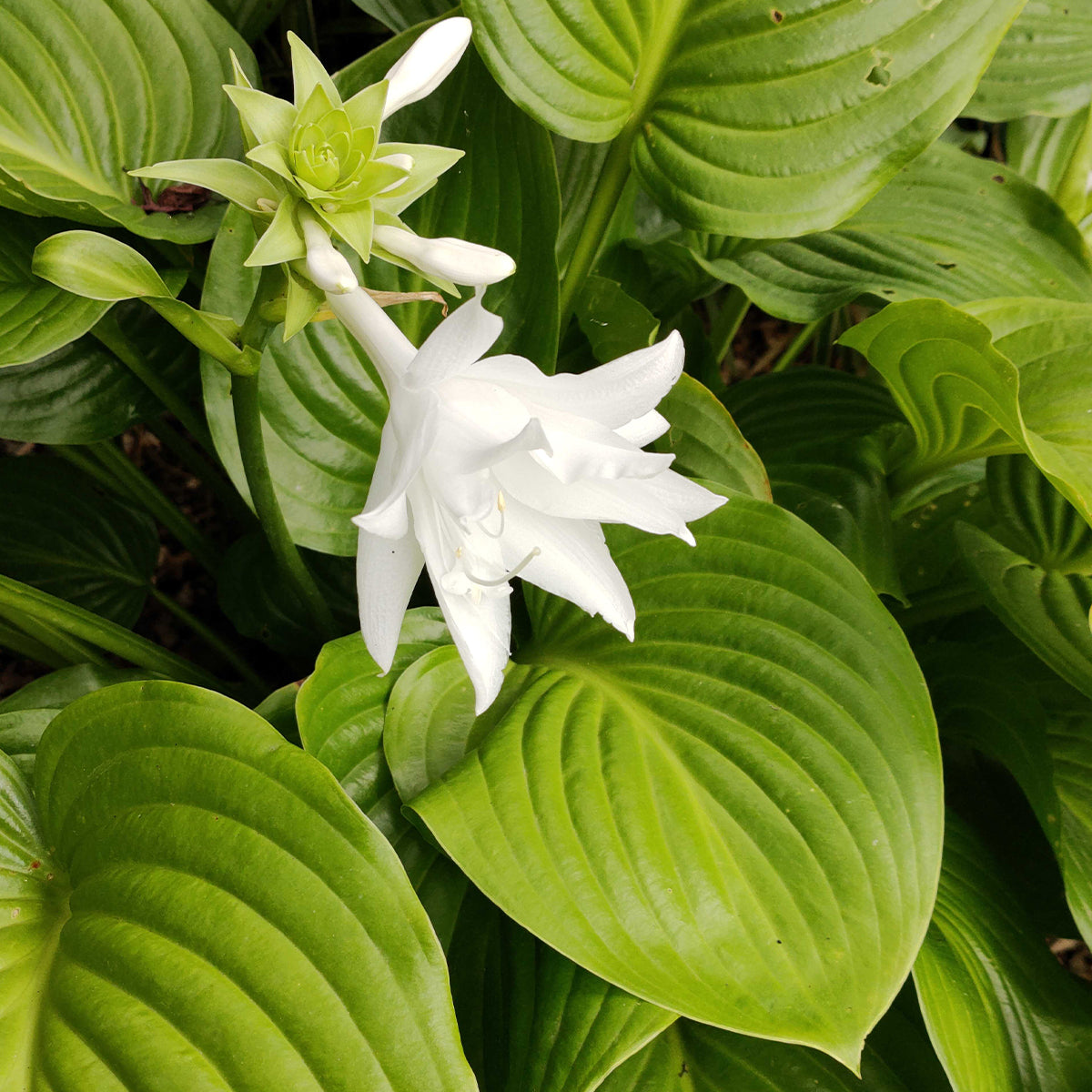 Fragrant Hosta white flowers in late summer bloom. Perennial flowers for shade.