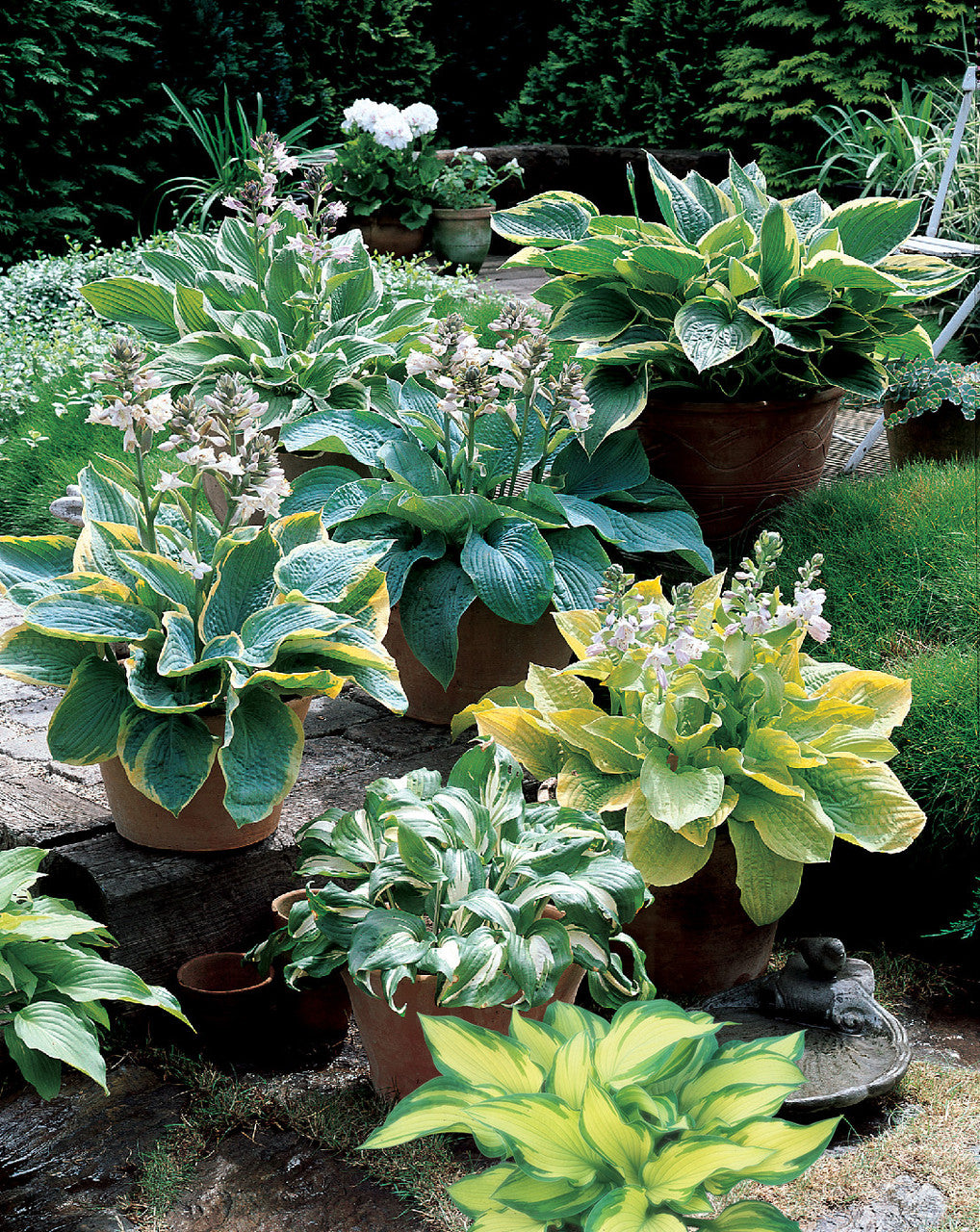 Hosta Roots - Mixed