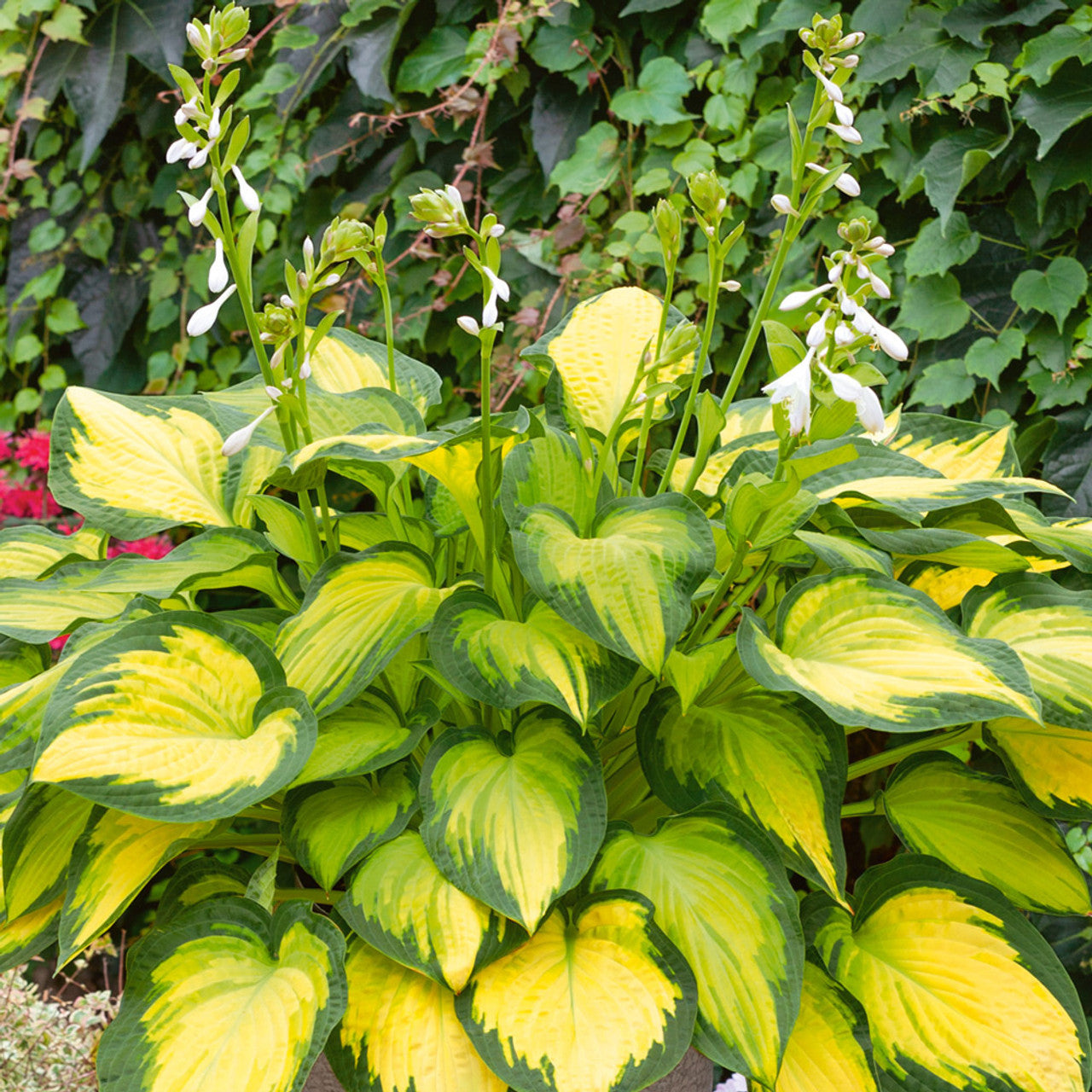 Hosta Roots - Orange Marmalade