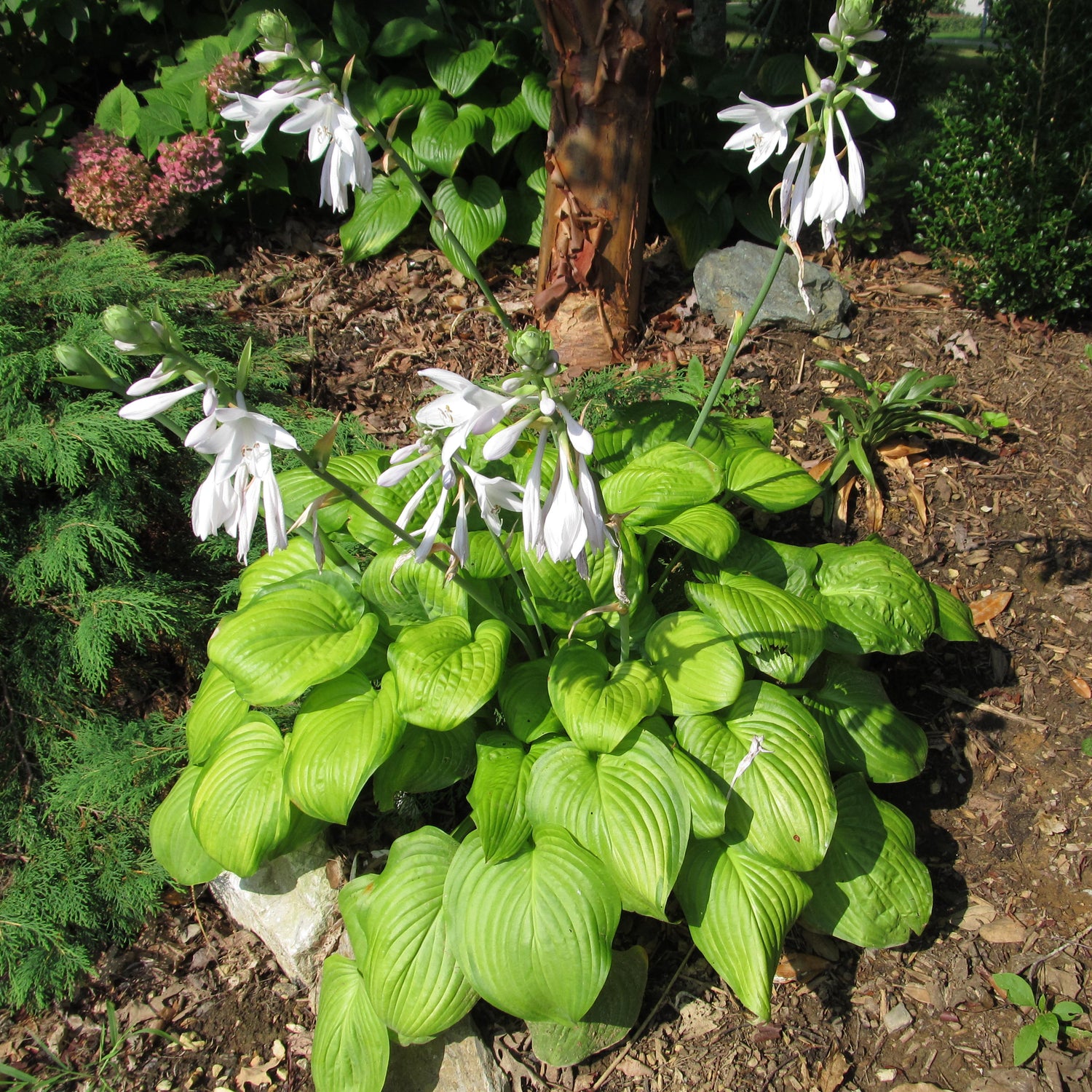 Hosta Seeds packet. Buy Hosta plantaginea seeds online. Shade garden perennial starter.