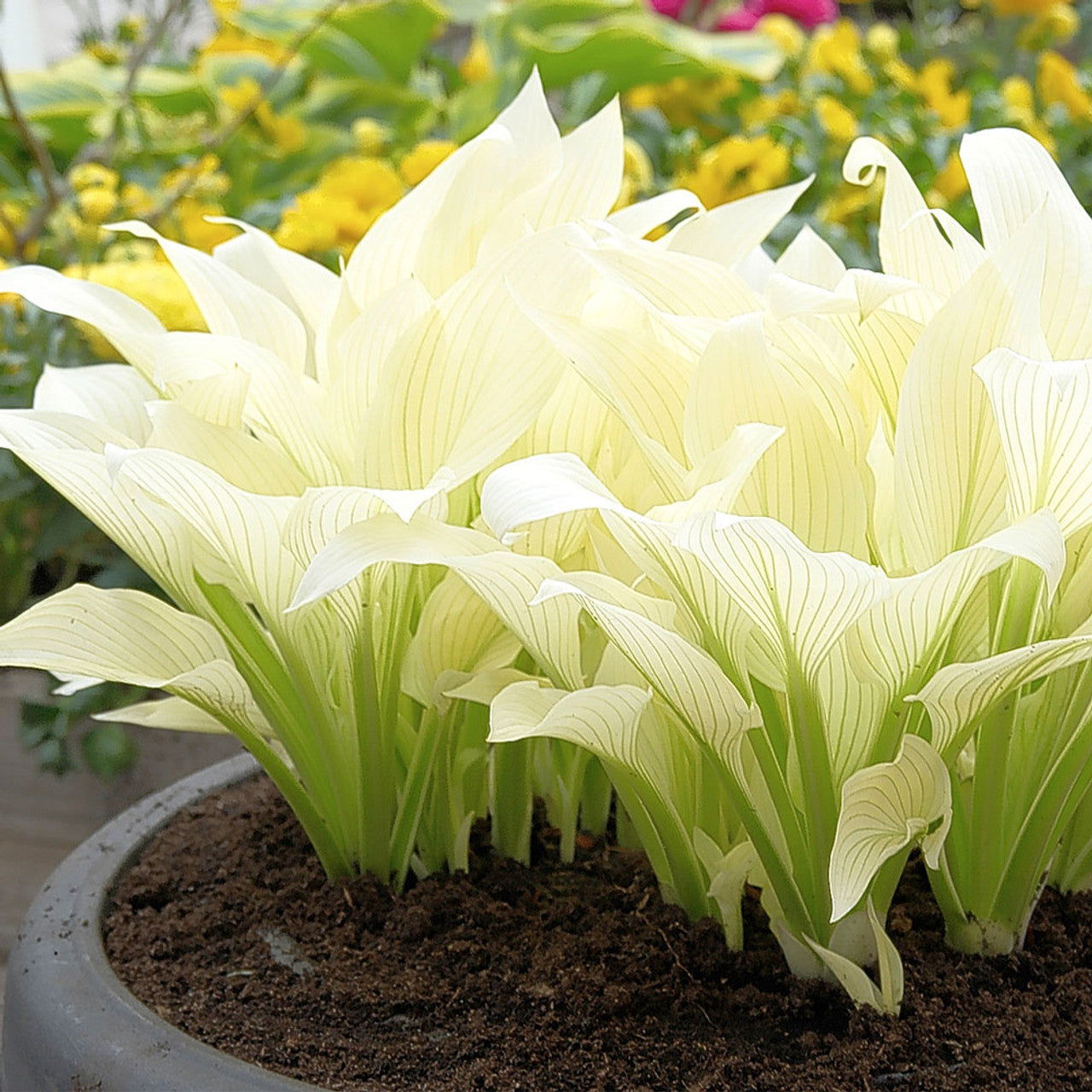 Hosta Roots - White Feather