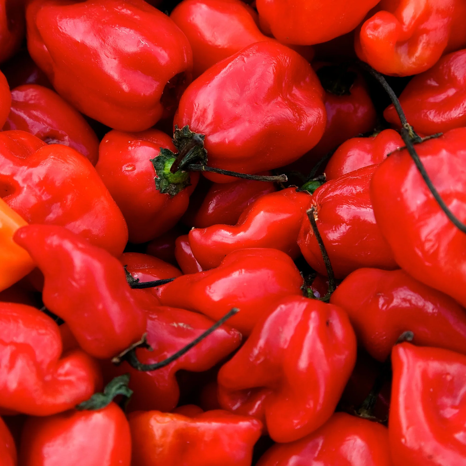 Caribbean Habanero Chili Seeds for Planting - heirloom & Non-GMO Seeds