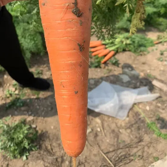 Hot Sale Fast Growing Carrot For Sale heirloom non-gmo organic garden seeds