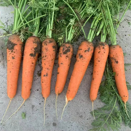 Hot Sale Fast Growing Carrot For Sale – Heirloom, Non-GMO, High Germination Organic Garden Seeds