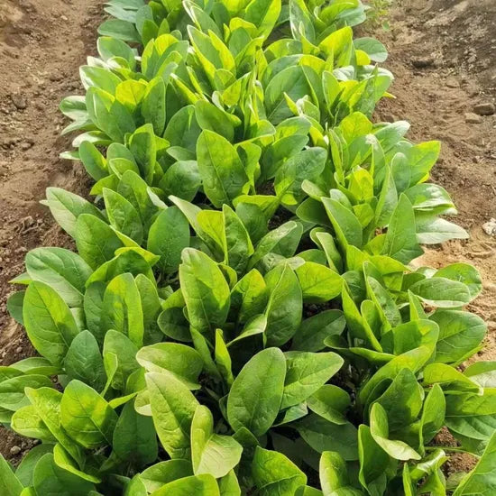 Hot Sale Fast Growth Spinach – Heirloom, Non-GMO, High Germination Organic Garden Seeds