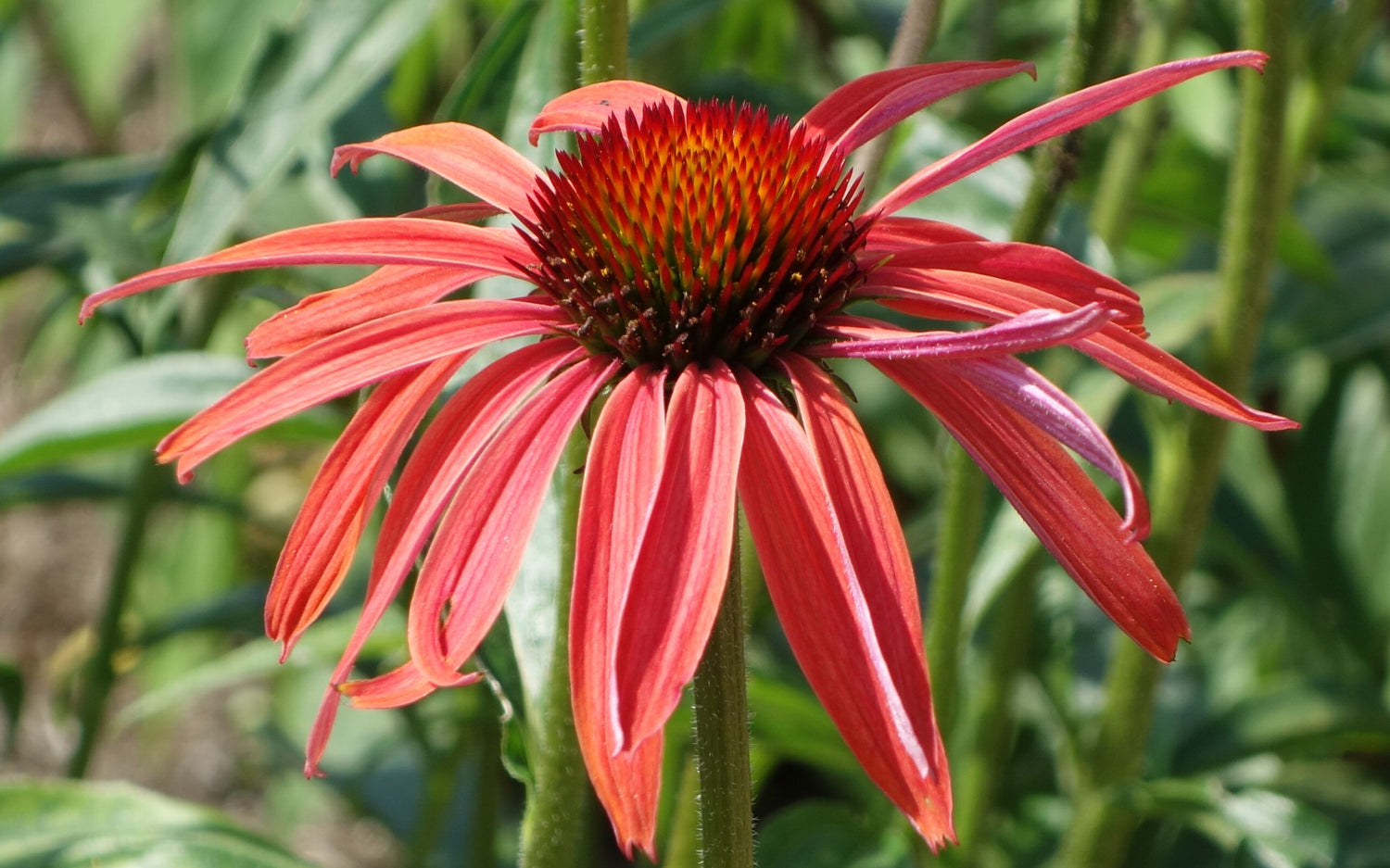 Echinacea Roots - Hot Summer