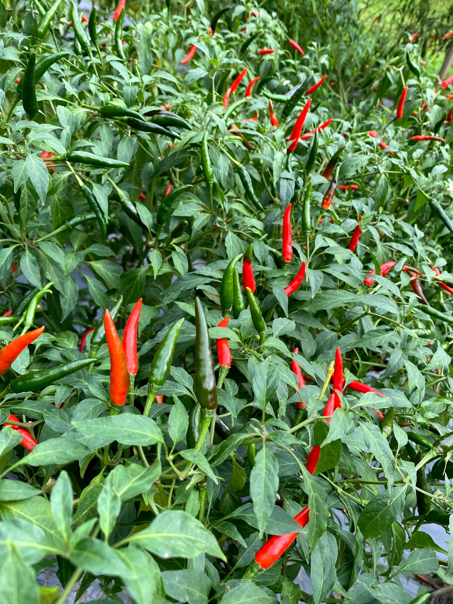 Spicy Hot Pepper Vegetable Seeds for Planting heirloom & Non-GMO Seeds