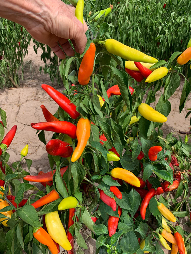 Hungarian Seeds for Home Garden
