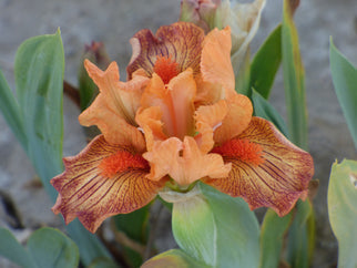 Hot Lava Dwarf Iris