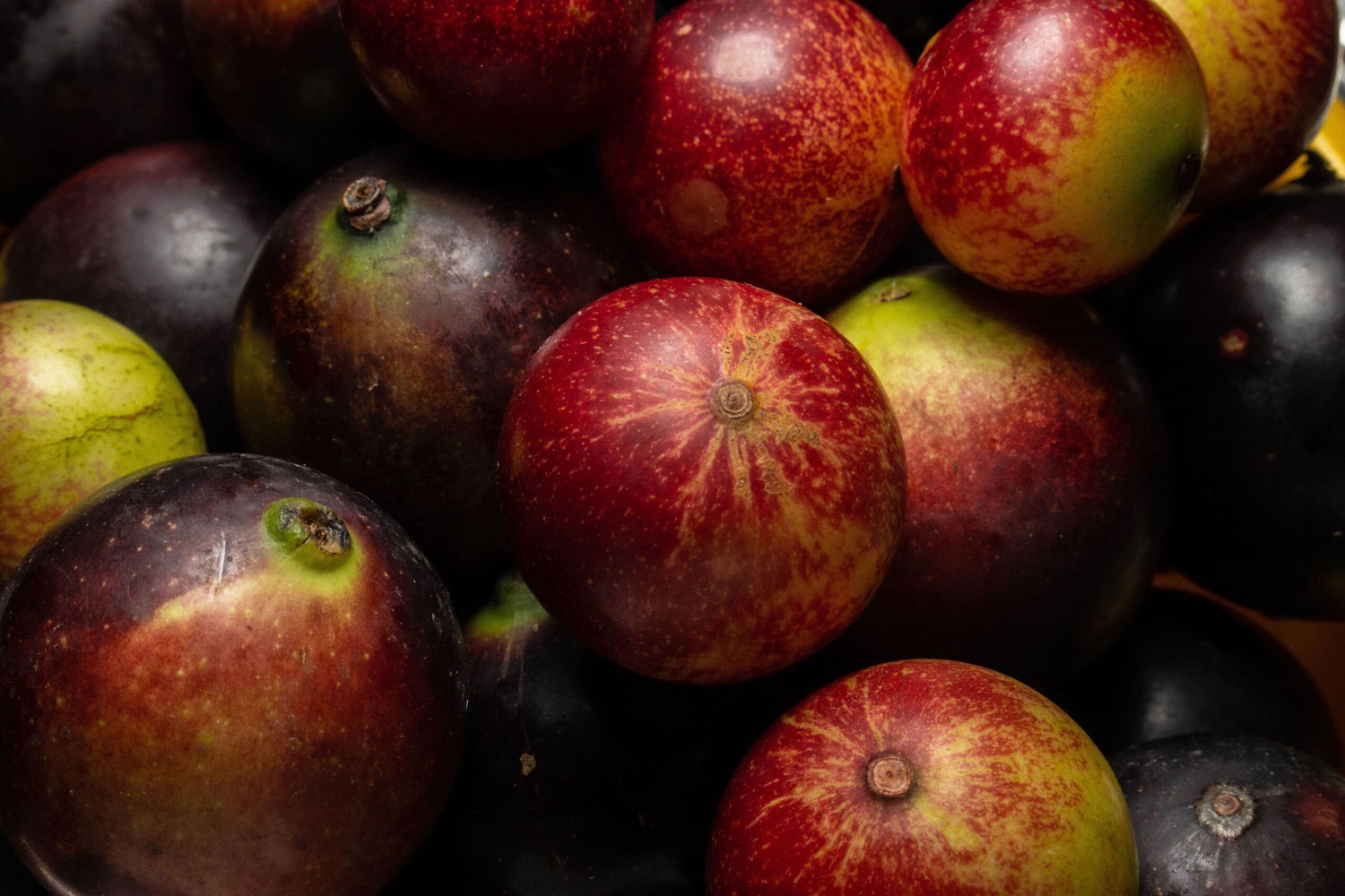 Camu Camu Tree Seeds (Myrciaria dubia)