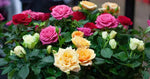 Mixed Miniature Rose Plant Seeds for Planting - Non-GMO Heirloom Garden Seeds for Growth Dhara Seeds
