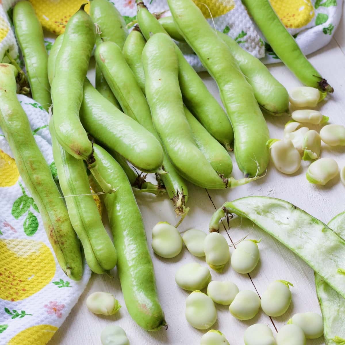 Henderson Lima Bush Bean Seeds