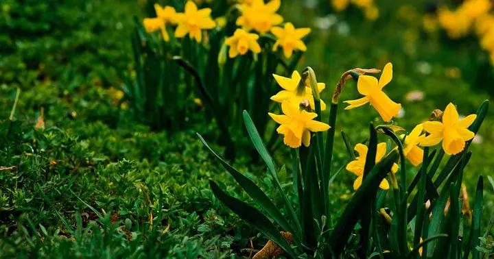 Narcissus Flower Seeds Thick Yellow for Planting, NON GMO Seeds Dhara Seeds