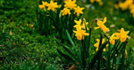 Narcissus Flower Seeds Thick Yellow for Planting, NON GMO Seeds Dhara Seeds