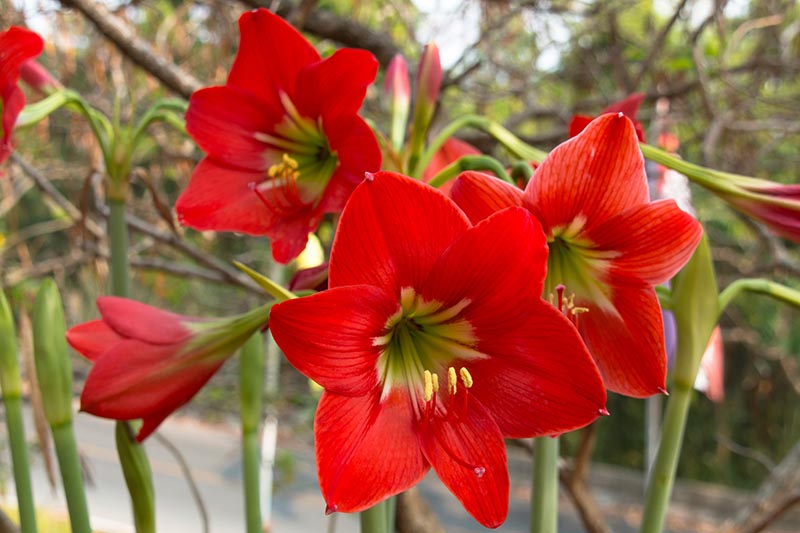 Amaryllis Flower Seeds ,Large Blooms in Multiple Shades for Winter Displays