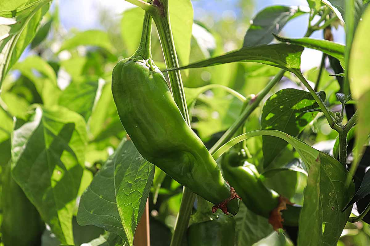 Anaheim Pepper Vegetable Seeds Capsicum annuum for Kitchen Garden Planting