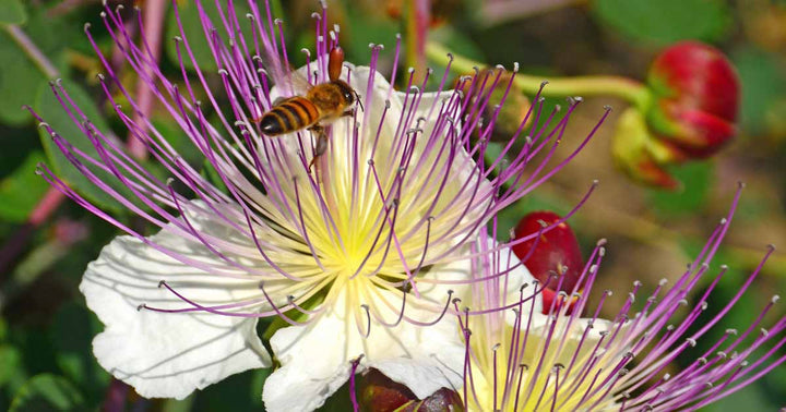 Purple Caper Bush Flower Seeds for Planting - 100 pcs