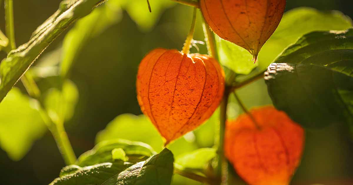 Chinese Lantern Seeds