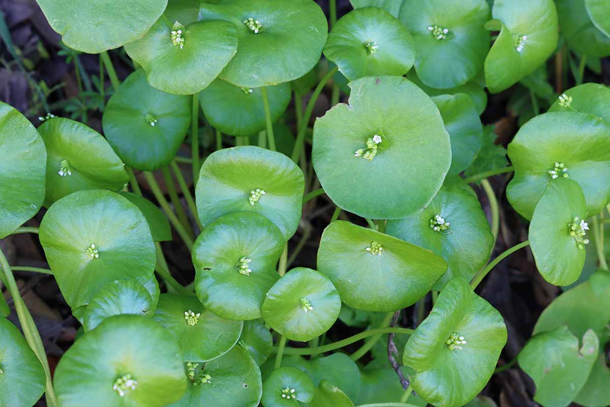 Green Claytonia Planting Seeds for Garden NON GMO Seeds