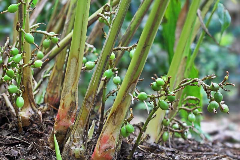 Green Cardamom Plant Seeds for Flavorful Herb Gardens and Culinary Use – Fresh Herb for Your Garden